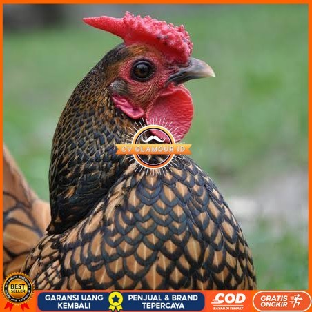 

Telur ayam serama kate batik kanada telur ayam hias fertil siap tetas CV GLAMOUR ID