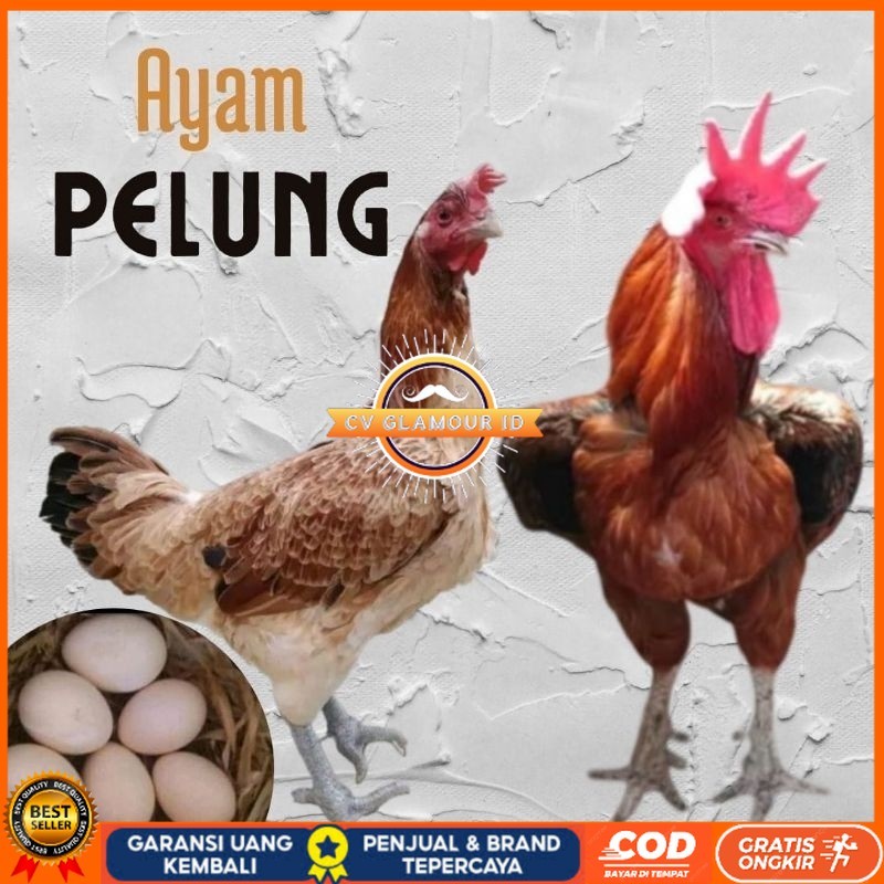 

telur ayam pelung jumbo super untuk di tetaskan CV GLAMOUR ID