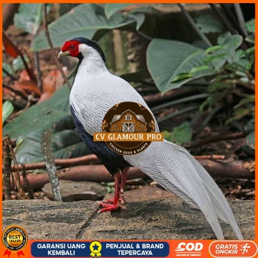 

Telur ayam hias ringneck silver pheasant fertil untuk ditetaskan CV GLAMOUR PRO