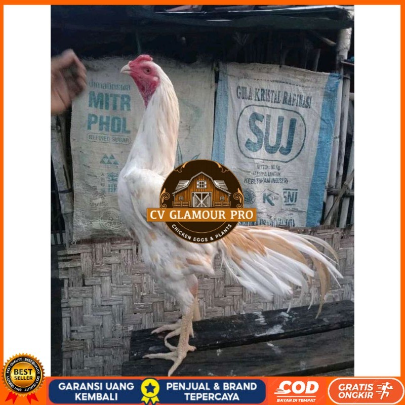 

TELUR FERTIL PLUCKER PAKOY ISTIMEWA CV GLAMOUR PRO