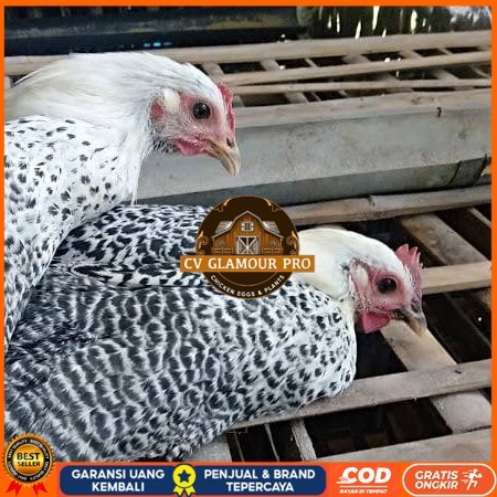 

Telur ayam arab / telur ayam hias / telur fertil siap kirim CV GLAMOUR PRO