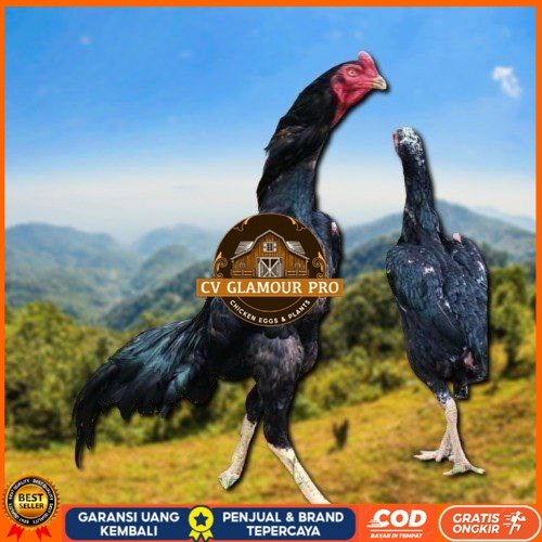 

Shamo Perfeck terlaris 100% CV GLAMOUR PRO