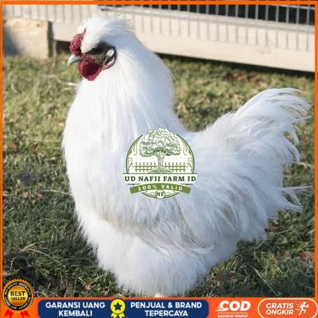 

Telur ayam kapas / telur ayam hias / telur fertil siap tetas UD NAFII FARM ID