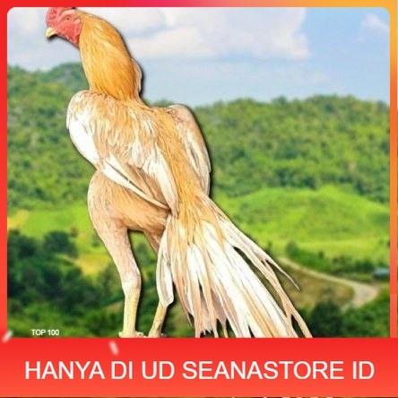 

telur ayam ekor lidi original bisa untuk di tetaskan super UD SEANASTORE ID