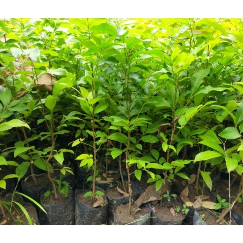 

[promo] bibit buah klengkeng sedling/dari hasil Semai biji berkualitas terlaris terlaris