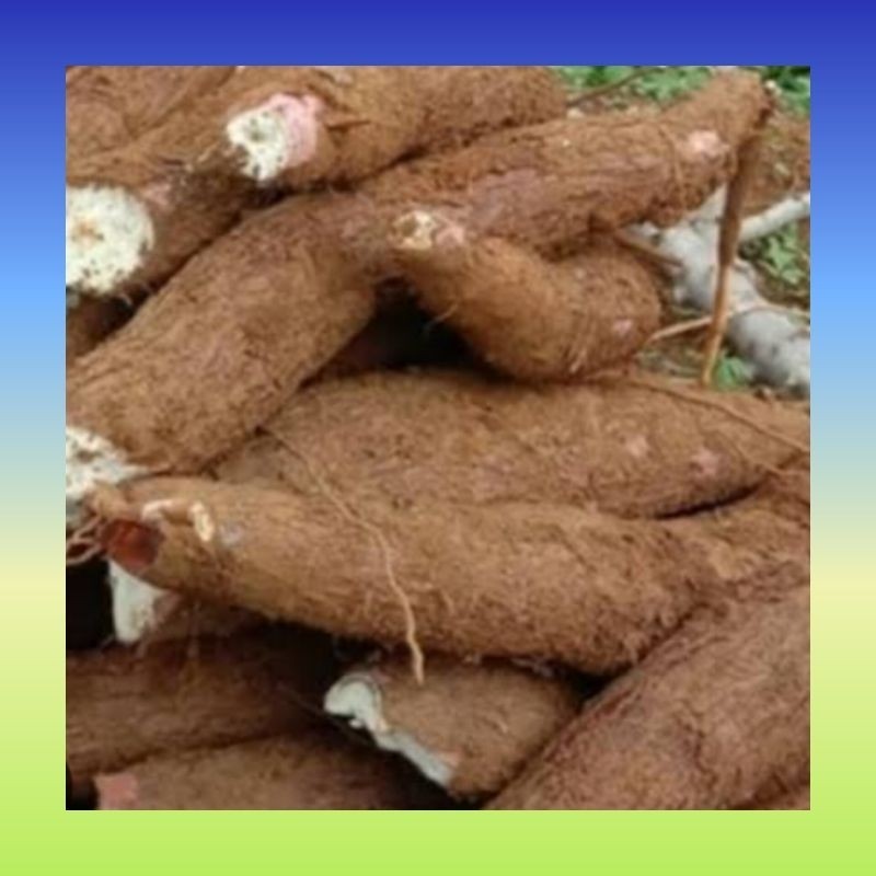 

Singkong Mentah 1 kg super | ketela pohon 1 kg | umbi Singkong ketela pohon