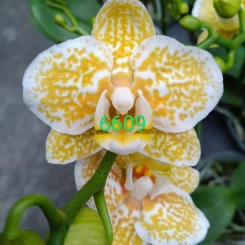 Anggrek bulan Golden Leopard - anggrek bulan dewasa siap berbunga - bunga hias anggrek bulan