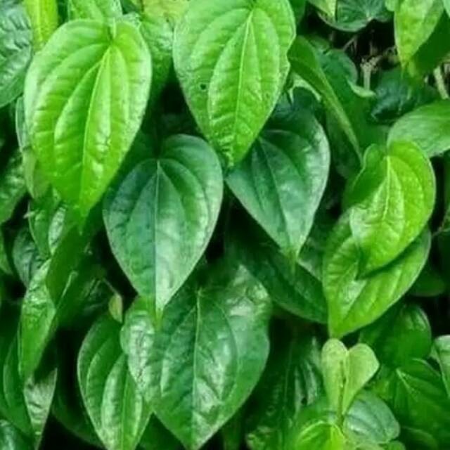 

[COD] Fresh Daun Sirih Suruh Segar Organik 40 Lembar