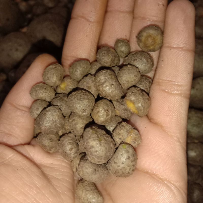 benih katak porang mini ukuran 1000 biji up 1kg terlaris dan viral