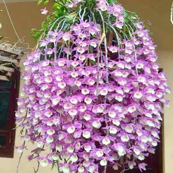 anggrek dendrobium aphyllum dewasa - keiki