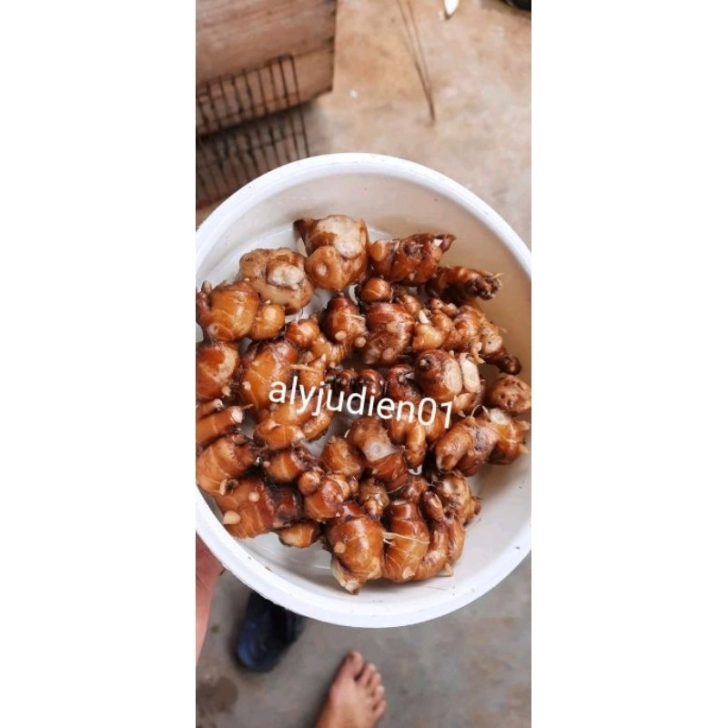 

kencur/cikur segar isi 100 gram