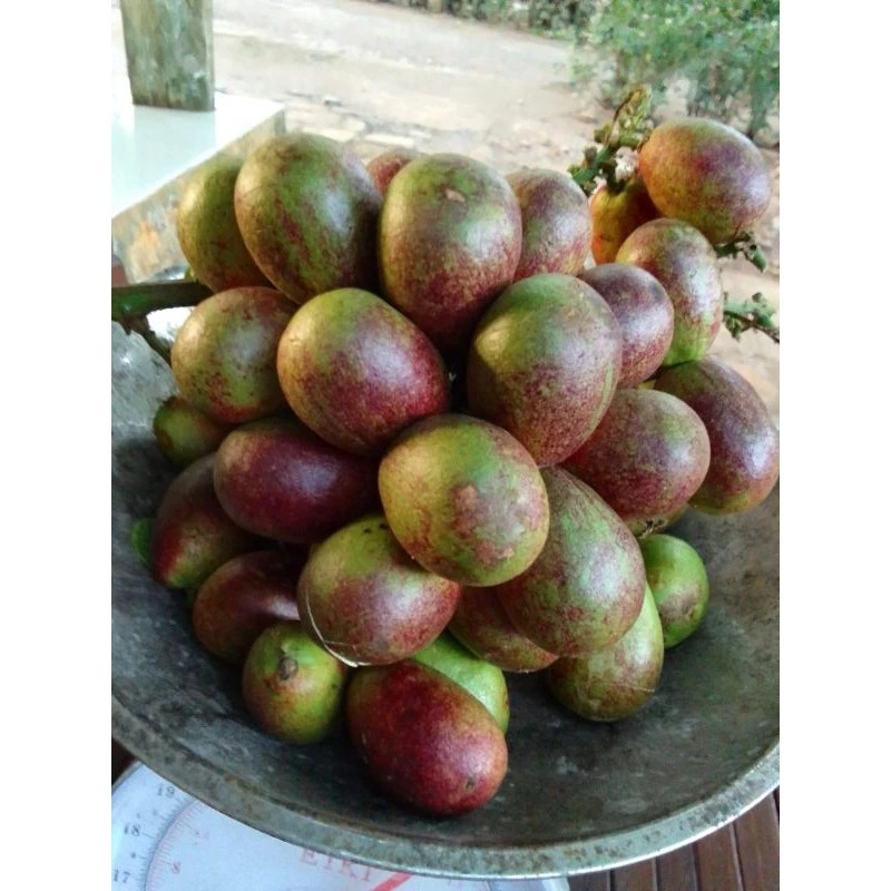 

Matoa Manis Legit Daging Tebal