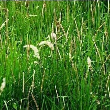 

Promo COD Alang-Alang / ilalang Segar 250gram A.S R. A