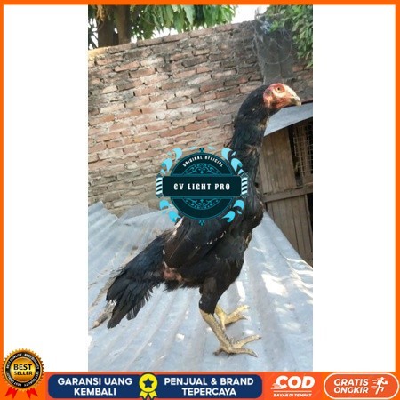 

Telur Shamo X BK clasik terlaris CV LIGHT PRO