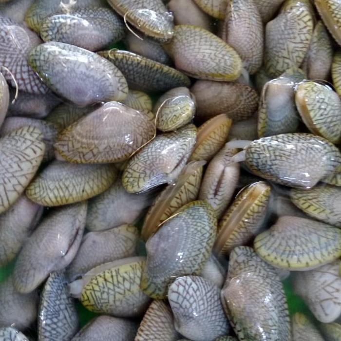 

Kerang Batik 500gr