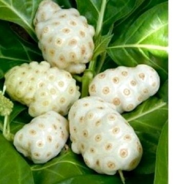 

Buah mngkudu sgar 500 gr .