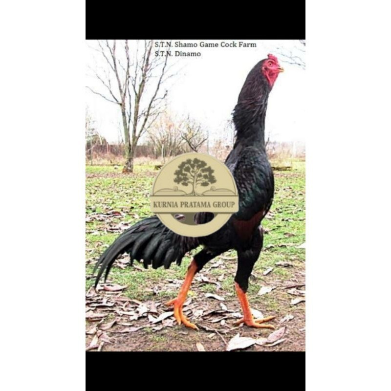 

SHAMO JEPANG TELUR FERTIL FRESH KURNIA PRATAMA GROUP