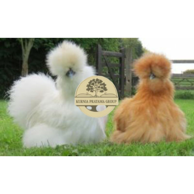 

TELUR AYAM HIAS AMERICAN SILKY UNTUK DI TETASKAN KURNIA PRATAMA GROUP