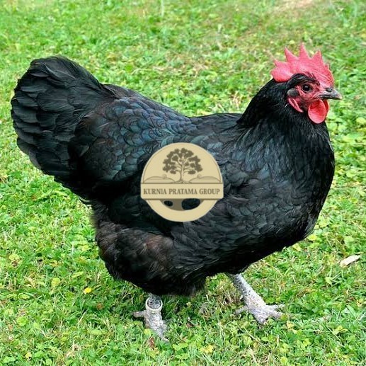 

Telur ayam black australorp fertil asli siap ditetaskan KURNIA PRATAMA GROUP