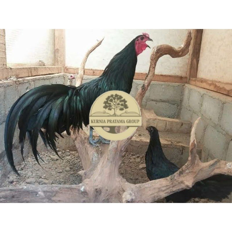 

TELUR AYAM HIAS BLACK SUMANTRA UNTUK DI TETASKAN KURNIA PRATAMA GROUP