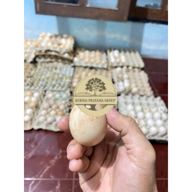 

TELUR AYAM TEMBEAN PERDANA KURNIA PRATAMA GROUP