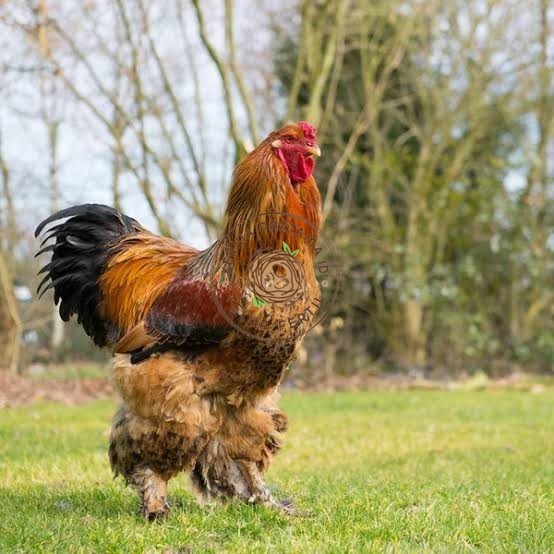 

Telur ayam brahma jumbo / telur ayam hias / telur fertil siap tetas KURNIA PRATAMA ID