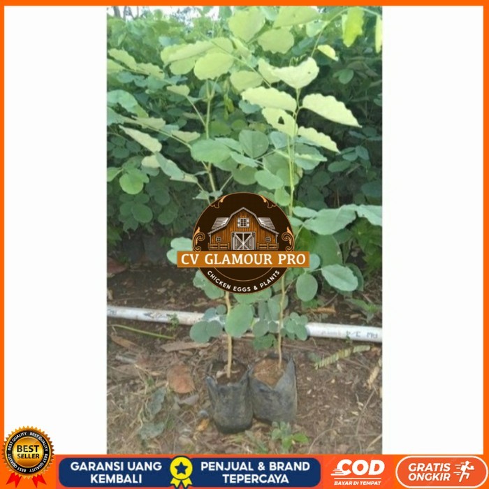 BIBIT TANAMAN POHON KAYU SONOKELING TINGGI 40CM UP Bibit Tanaman Super Unggul CV GLAMOUR PRO