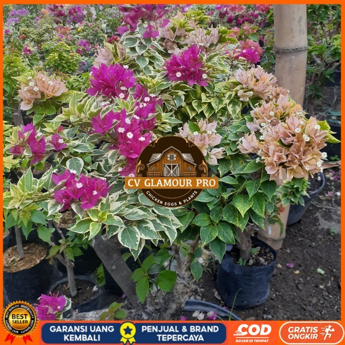 TANAMAN HIAS BOUGENVILLE SINGAPORE FULL BUNGA BATANG BESAR CANTIK Bibit Tanaman Super Unggul CV GLAM