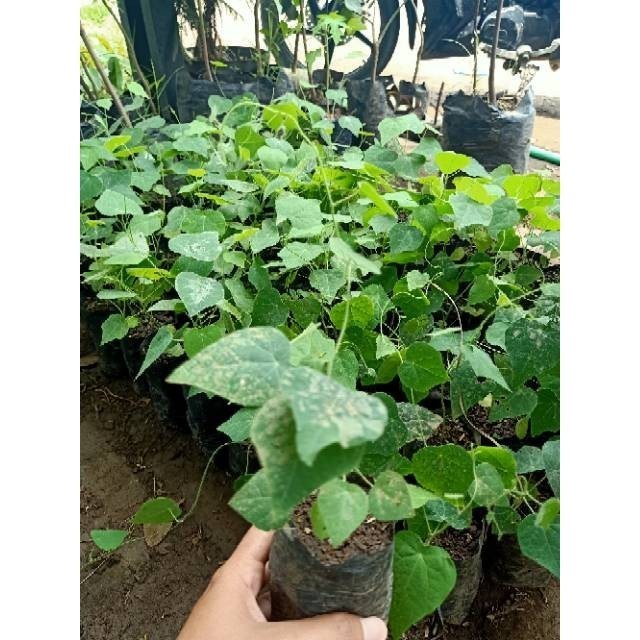 Bibit Cincau Bulu /Cincau Berbulu Super Merambat