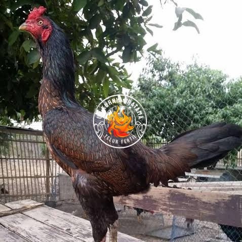 

Telur ayam bangkok bulbi petarung aduan fertil untuk ditetaskan UD KURNIA PRATAMA