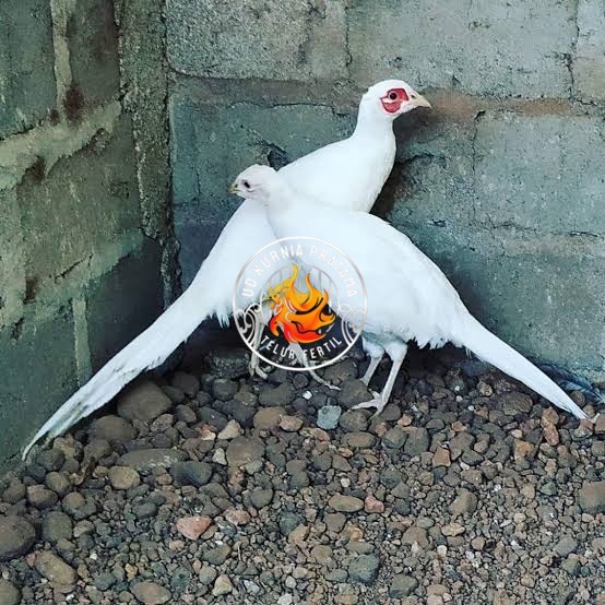 

Telur ayam hias ringneck white pheasant fertil asli UD KURNIA PRATAMA