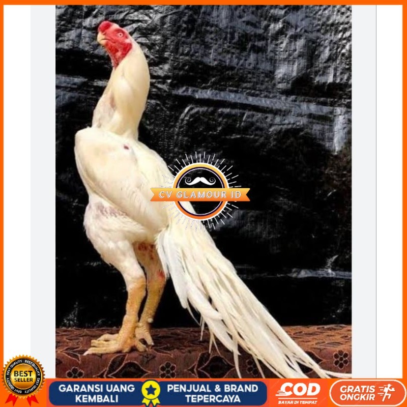 

TELUR AYAM HIAS ASEEL ORI UNTUK DI TETASKAN CV GLAMOUR ID