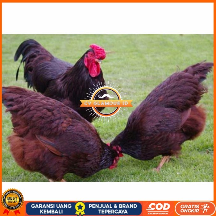 

Telur ayam hias rodhe island fertil asli siap ditetaskan - rodhe island CV GLAMOUR ID