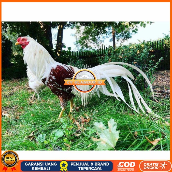 

Telur ayam hias yokohama fertil siap ditetaskan Langsung CV GLAMOUR ID