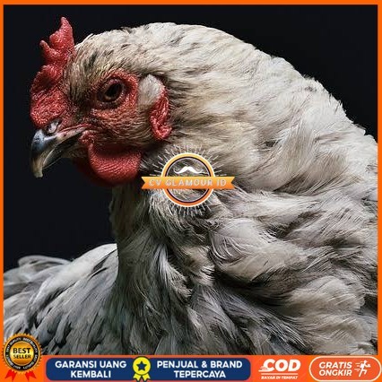 

Telur ayam arab / telur ayam hias / telur fertil siap cod CV GLAMOUR ID