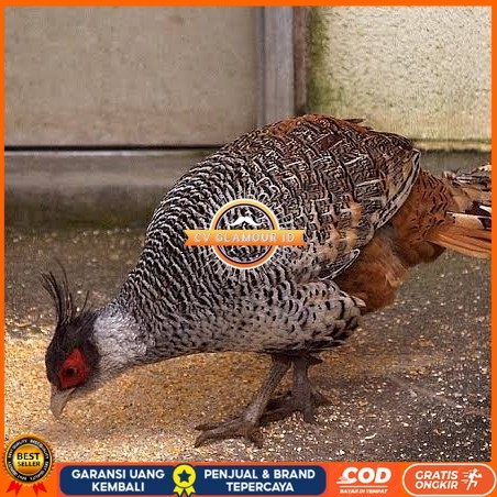 

Telur ayan hias ringneck cheer pheasant fertil bisa ditetaskan CV GLAMOUR ID