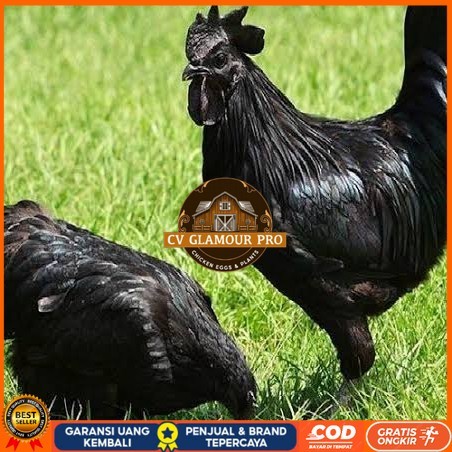

Telur ayam hias cemani lidah hitam fertil asli siap ditetaskan - ayam cemani CV GLAMOUR PRO