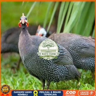 

Telur ayam mutiara hias fertil asli siap ditetaskan - ayam mutiara UD NAFII FARM ID