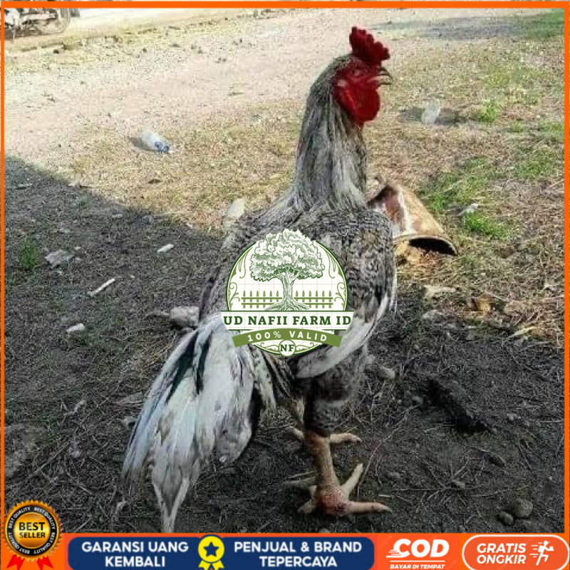 

TELUR FERTIL AYAM GORILA F1 UNTUK DITETASKAN UD NAFII FARM ID