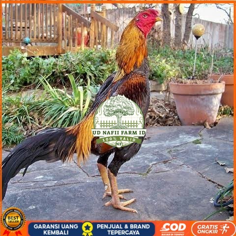 

Telur ayam bangkok shamo brazil / ayam petarung aduan bisa ditetaskan UD NAFII FARM ID