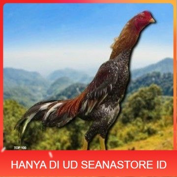

telur tetas ayam shamo besar UD SEANASTORE ID