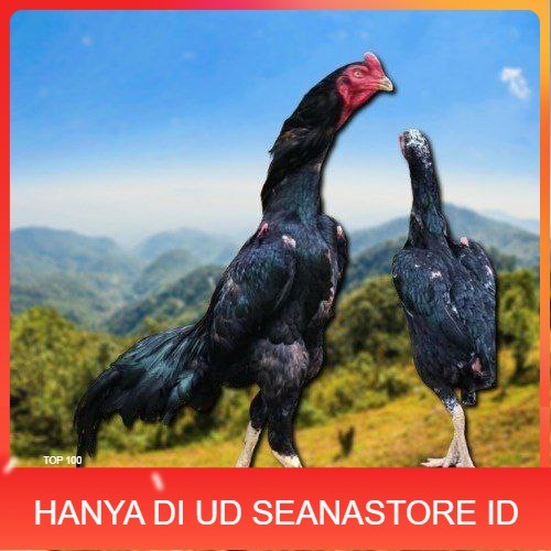

Shamo Perfeck terlaris 100% UD SEANASTORE ID