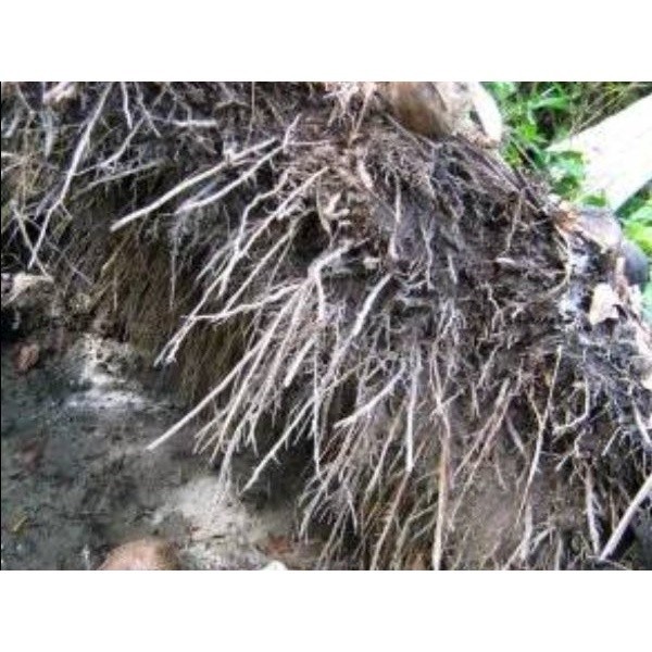 

AZ Promo Akar Pohon Kelapa Kering 500 gram SA