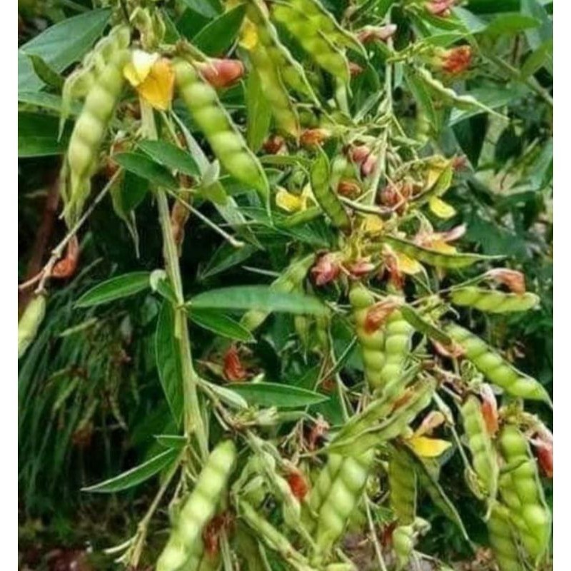 

Sayur Kacang Hiris/Gude segar 100gr