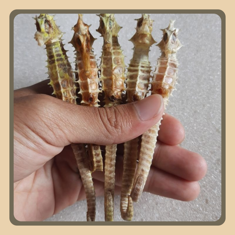 

kuda laut kering ukuran 10,11,12,13,14,15,16,17 CM asli karimun jawa