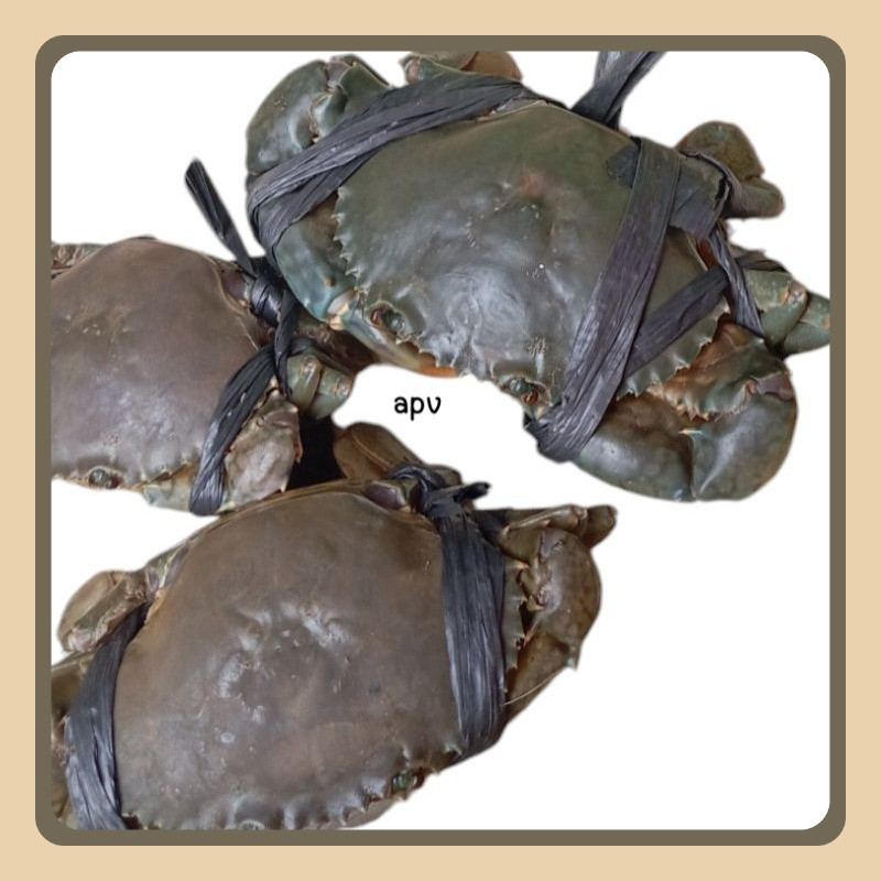 

kepiting segar fresh 1 kg