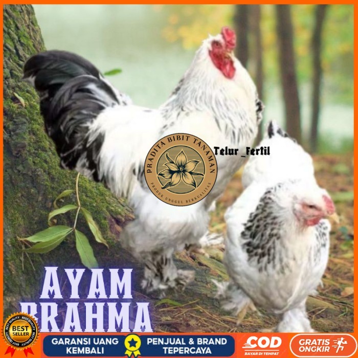 

telur ayam brahma asli bisa untuk di tetaskan vertil original berkualitas PRADITA BIBIT TANAMAN