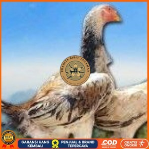 

telur ayam shamo murni vertil original resmi PRADITA BIBIT TANAMAN