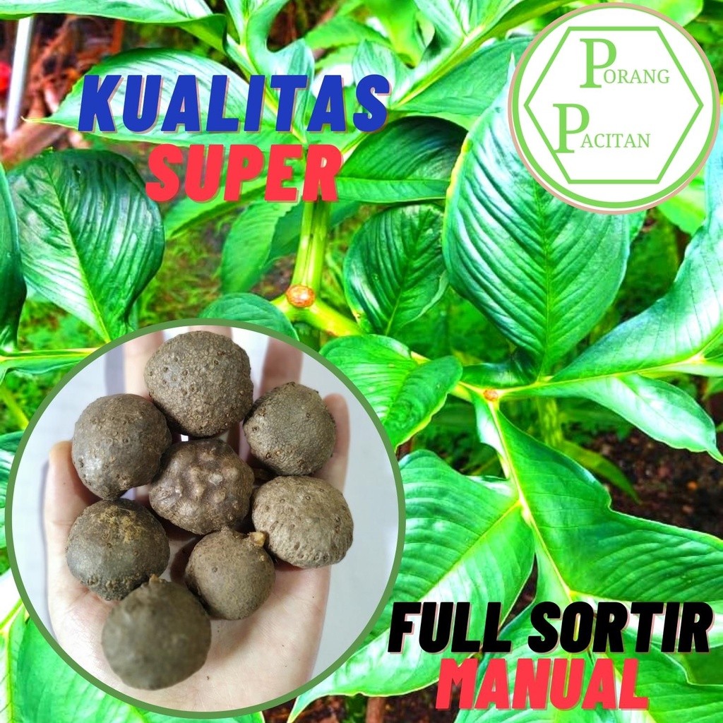 Bibit porang katak tua super isi 100-200 per kg harga terjagkau terlaris dan viral