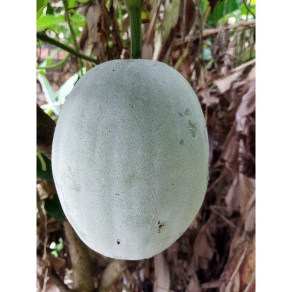 

Buah kundur/bligo Muda Baru Dipetik -+1kg